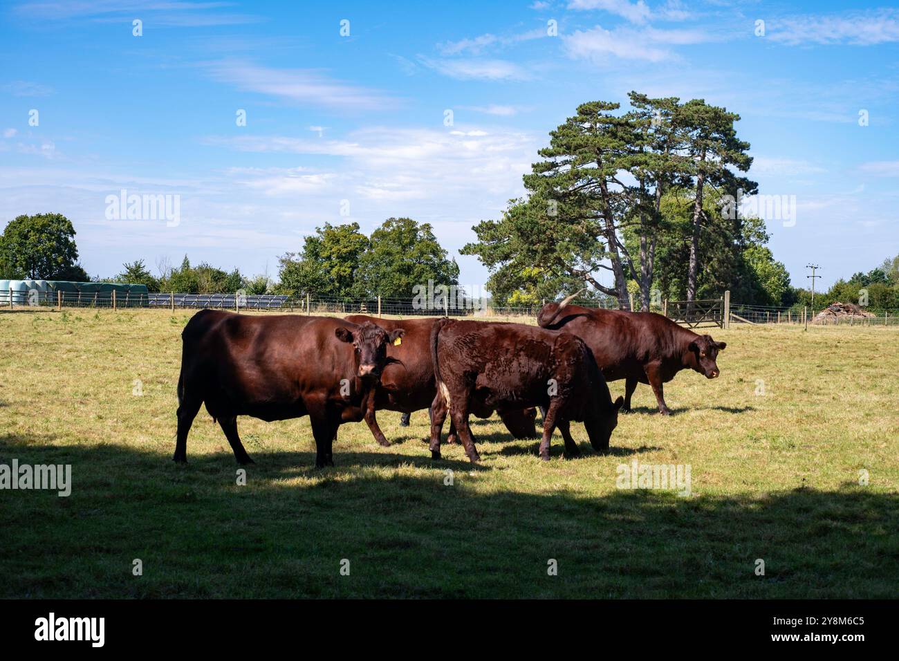 Rinder Dallinghoo Suffolk UK Stockfoto