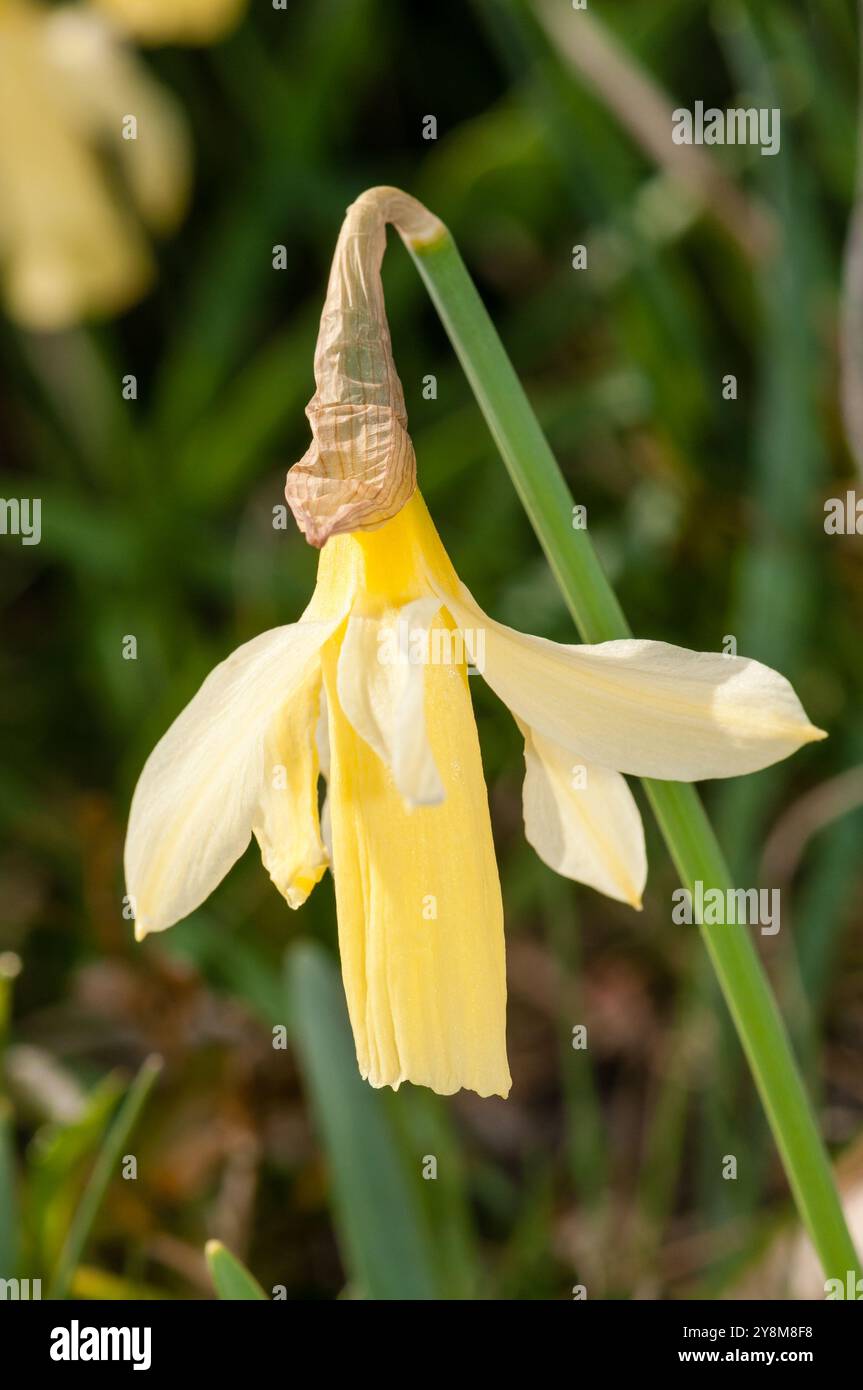 Wilde Narzissen, Narcissus pseudonarcissus, Berga, Katalonien, Spanien Stockfoto
