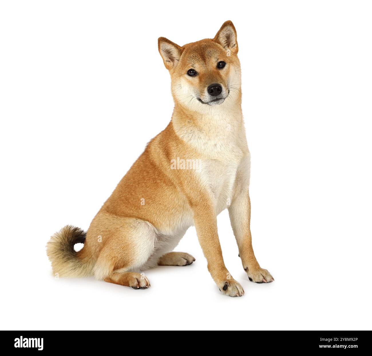 Shiba inu reinrassiger Hund isoliert auf weißem Hintergrund. Stockfoto