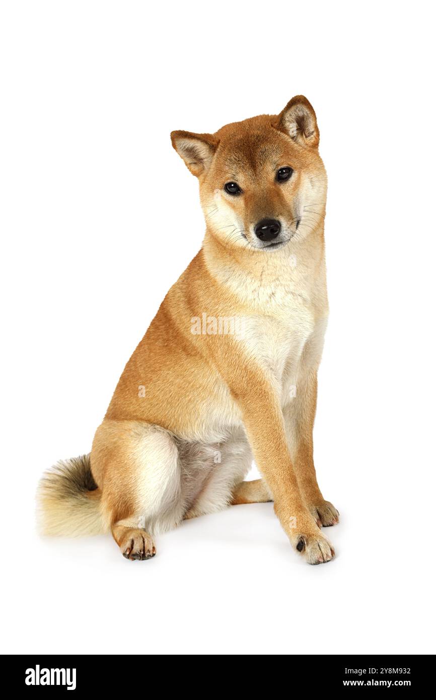 Japanischer Shiba-Inu-Hund vor weißem Hintergrund Stockfoto