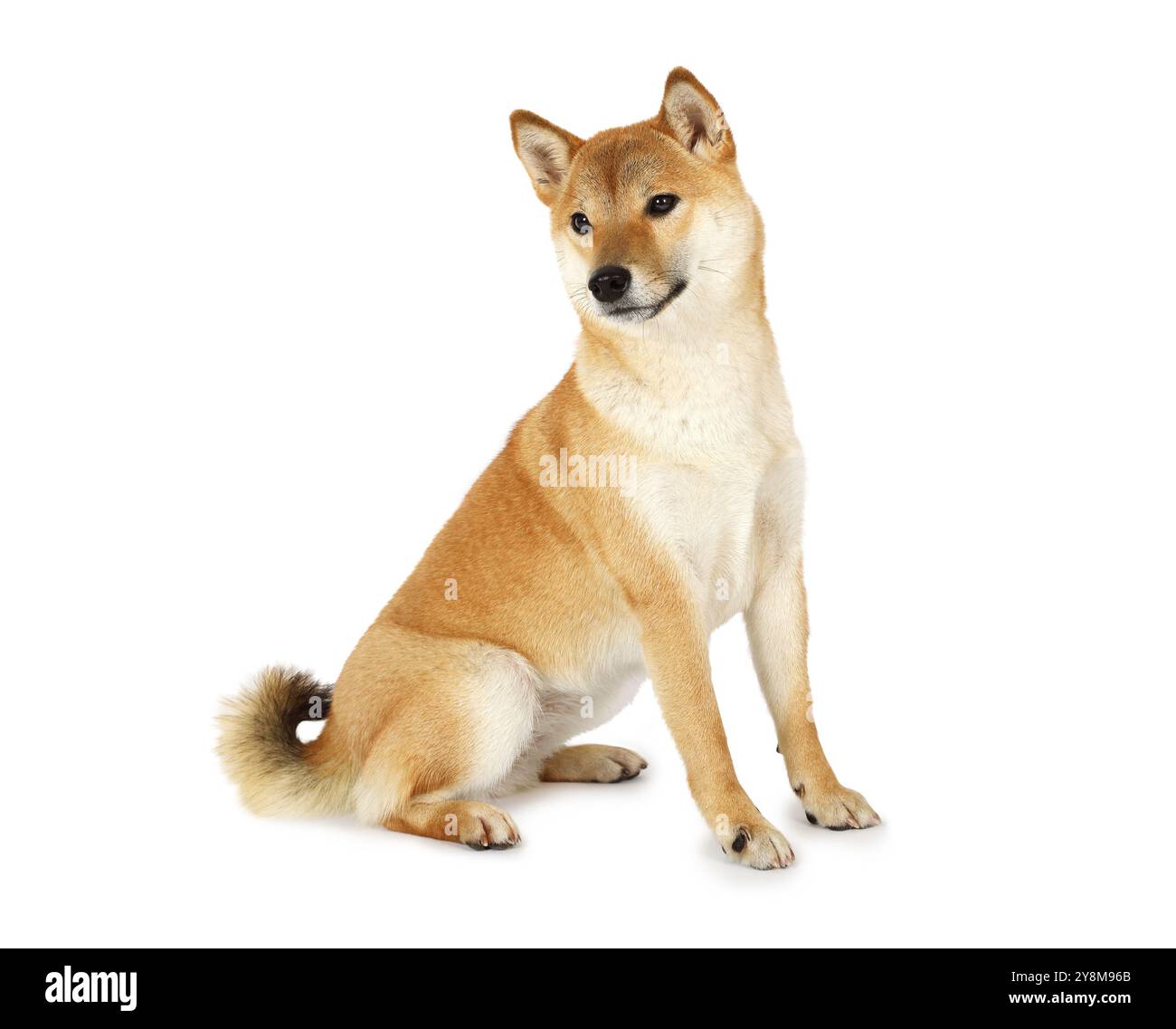 Rothaariger japanischer Shiba-inu-Hund, der auf weißem Hintergrund sitzt Stockfoto