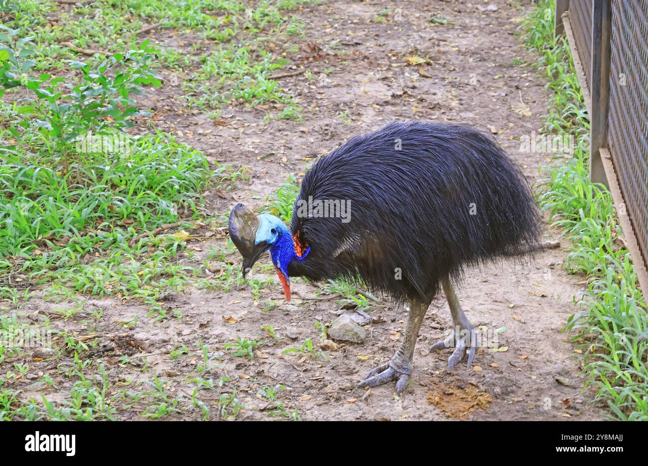 Southern Cassowary, ein flugunfähiger Vogel, der in Süd-Neuguinea und Nord-Australien beheimatet ist Stockfoto