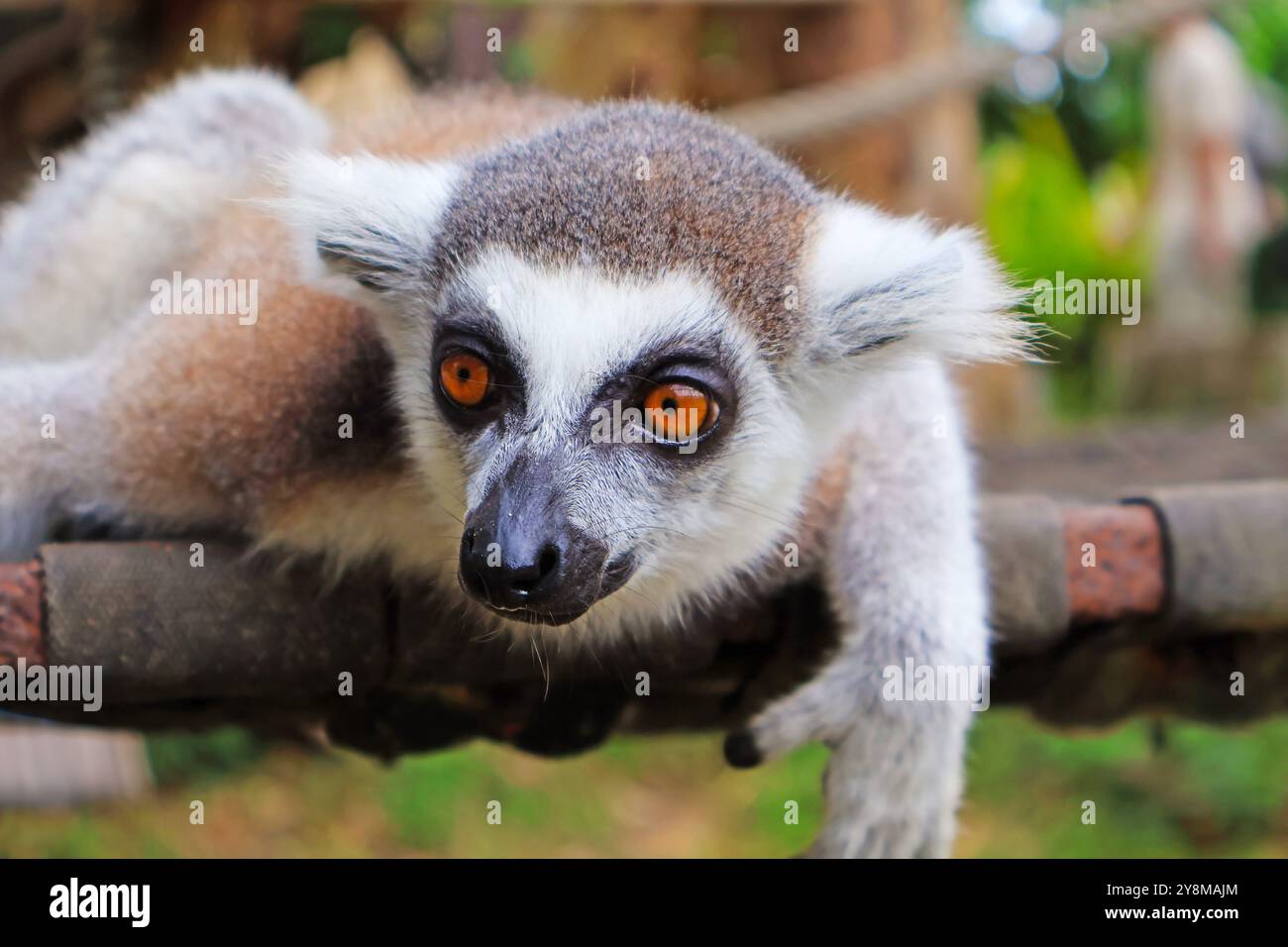 Nahaufnahme einer RingelschwanzLemur in einem offenen Zoo von Thailand Stockfoto