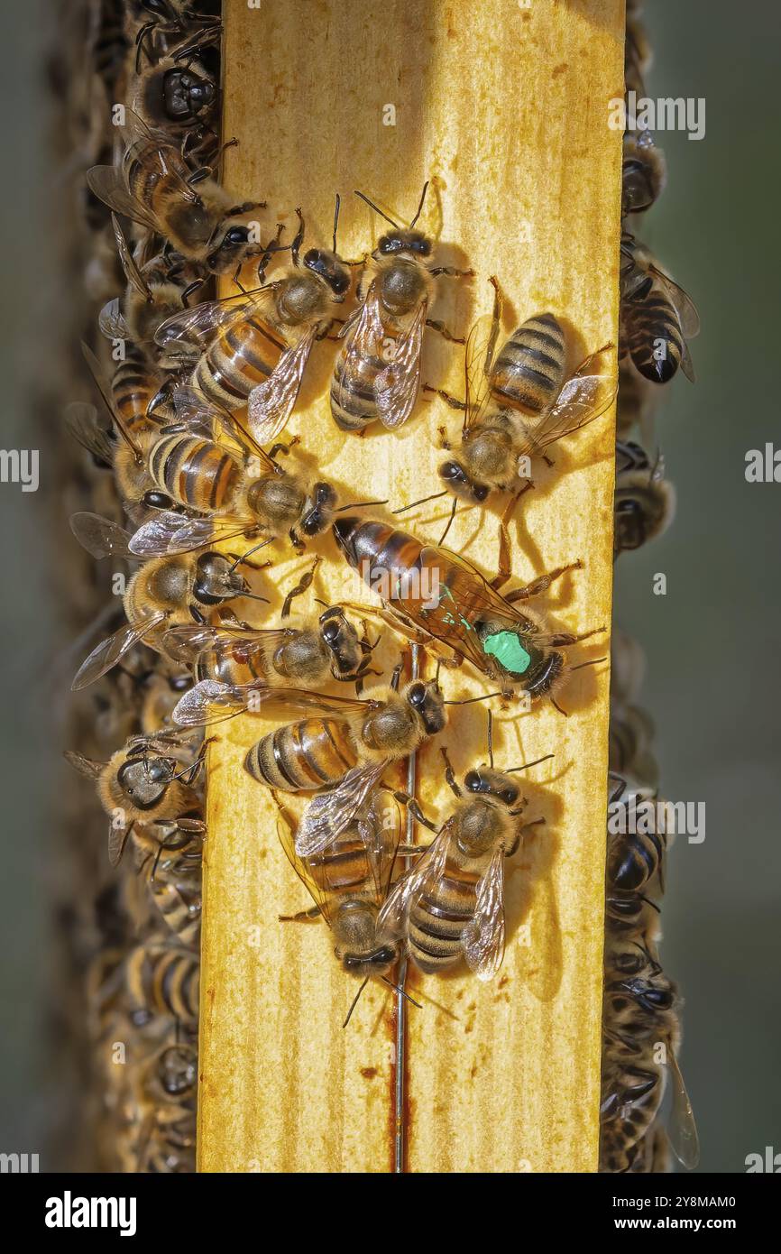 Westliche Honigbiene (APIs mellifera) Fruchtblüte, Honigwaben, markierte Bienenkönigin, Bienenstock, Blütenblätter, Honigbiene, Imker, Bio-Honig, Gesundheit, Lebensmittel, pol Stockfoto