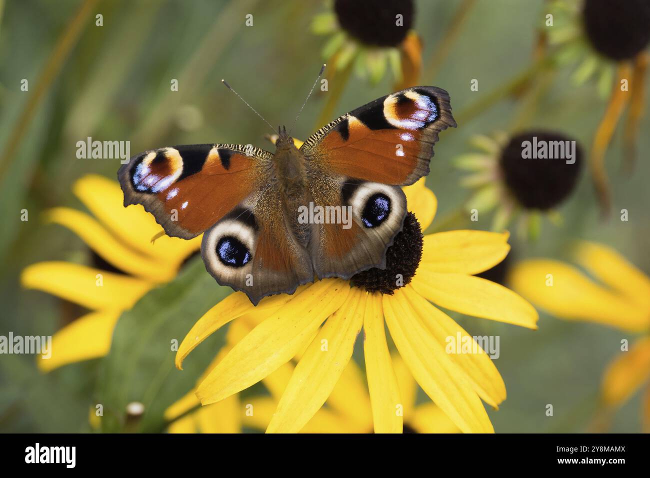 Ein Pfauenfalter (Inachis io) auf einer blühenden gelben Blume in der Natur, Hessen, Deutschland, Europa Stockfoto