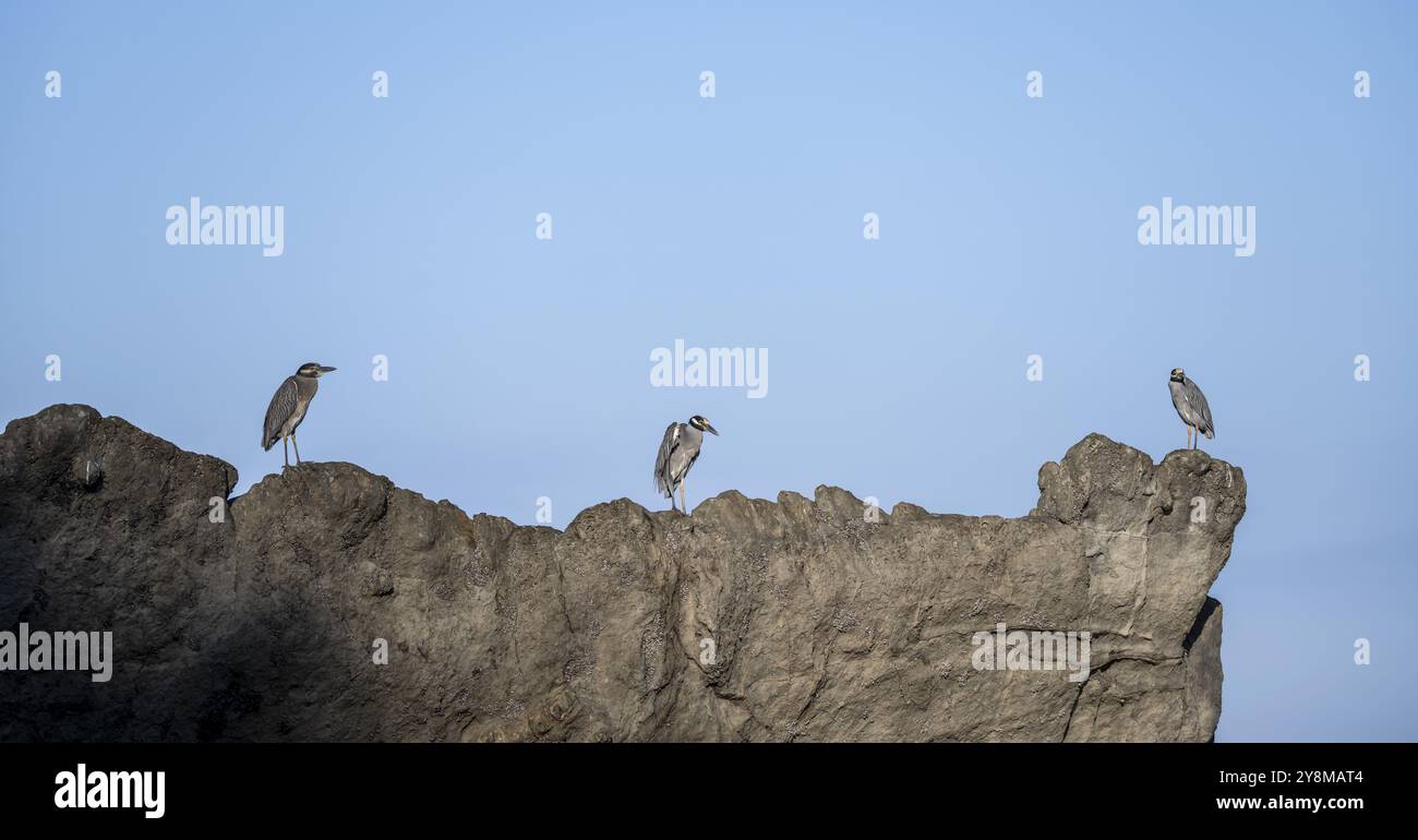Drei Krabbenreiher (Nyctanassa violacea, Syn.: Nycticorax violaceus) sitzen auf Stein, Costa Rica, Mittelamerika Stockfoto