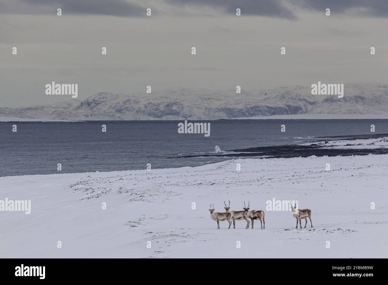 Rentiere (Rangifer tarandus), Strand, Schnee, Meer, Küste, Winter, Berge, Varanger Halbinsel, Norwegen, Europa Stockfoto