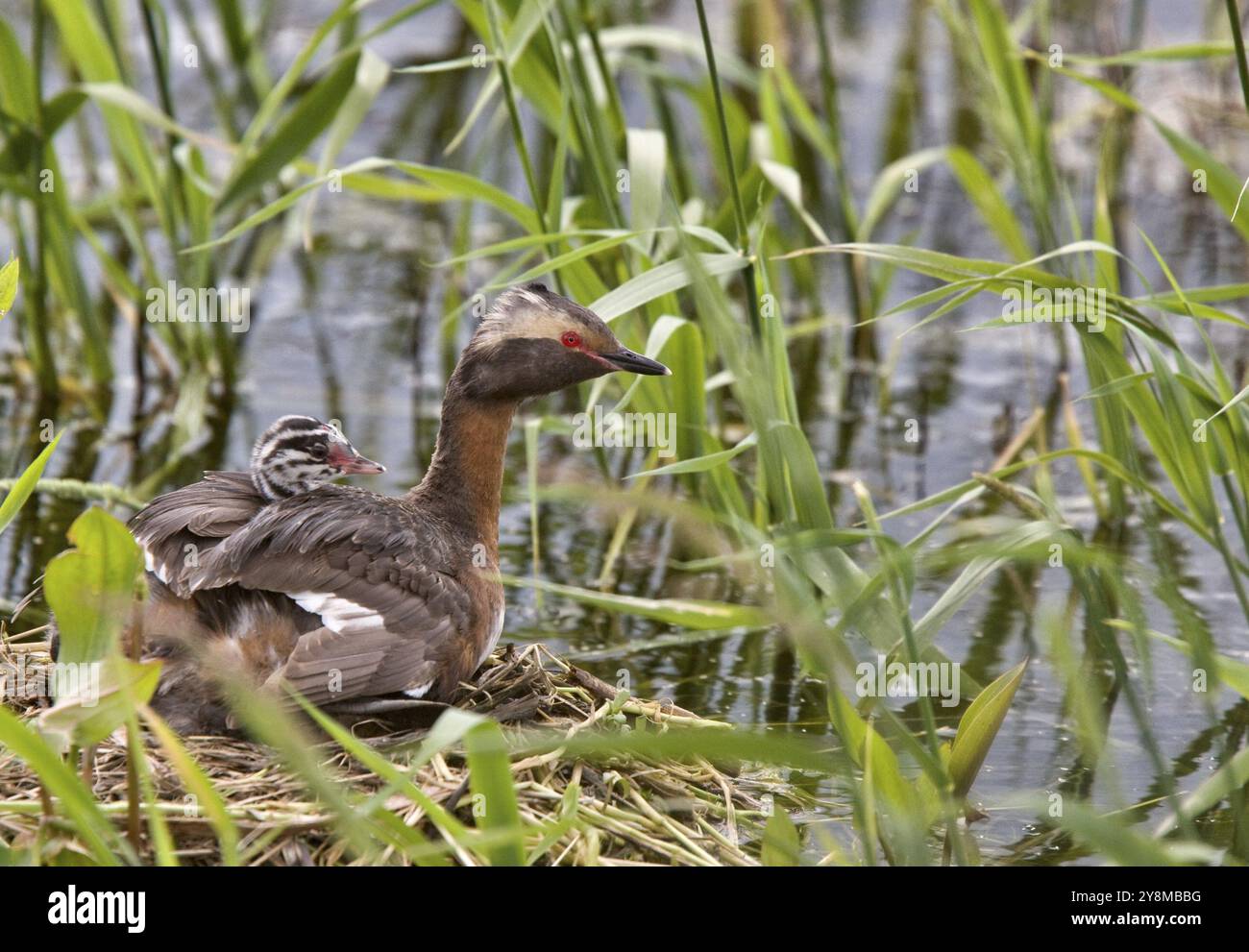 Gehörnte Grebe und Babys in Saskatchewan, Kanada Stockfoto