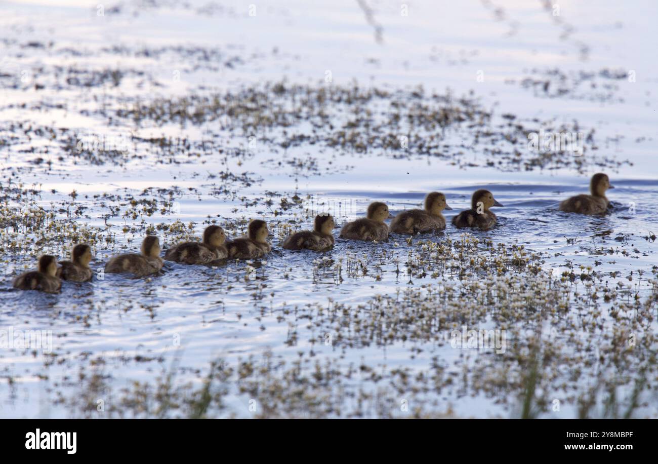 Baby-Enten in Saskrtchewan Kanada Feuchtgebieten wild Stockfoto