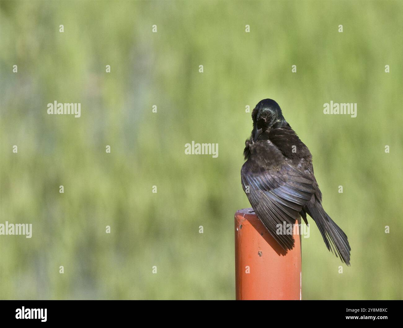 Blackbird auf Post in Saskatchewan Kanada Sommer Stockfoto