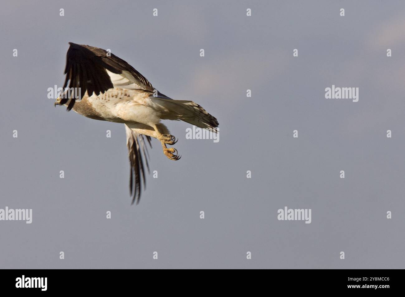 Swainson Hawk im Flug in Saskatchewan Kanada Stockfoto