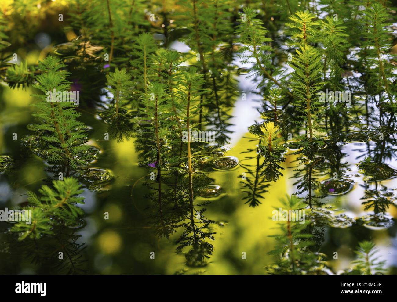 Viel watermilfoil Pflanzen in einem Teich Stockfoto