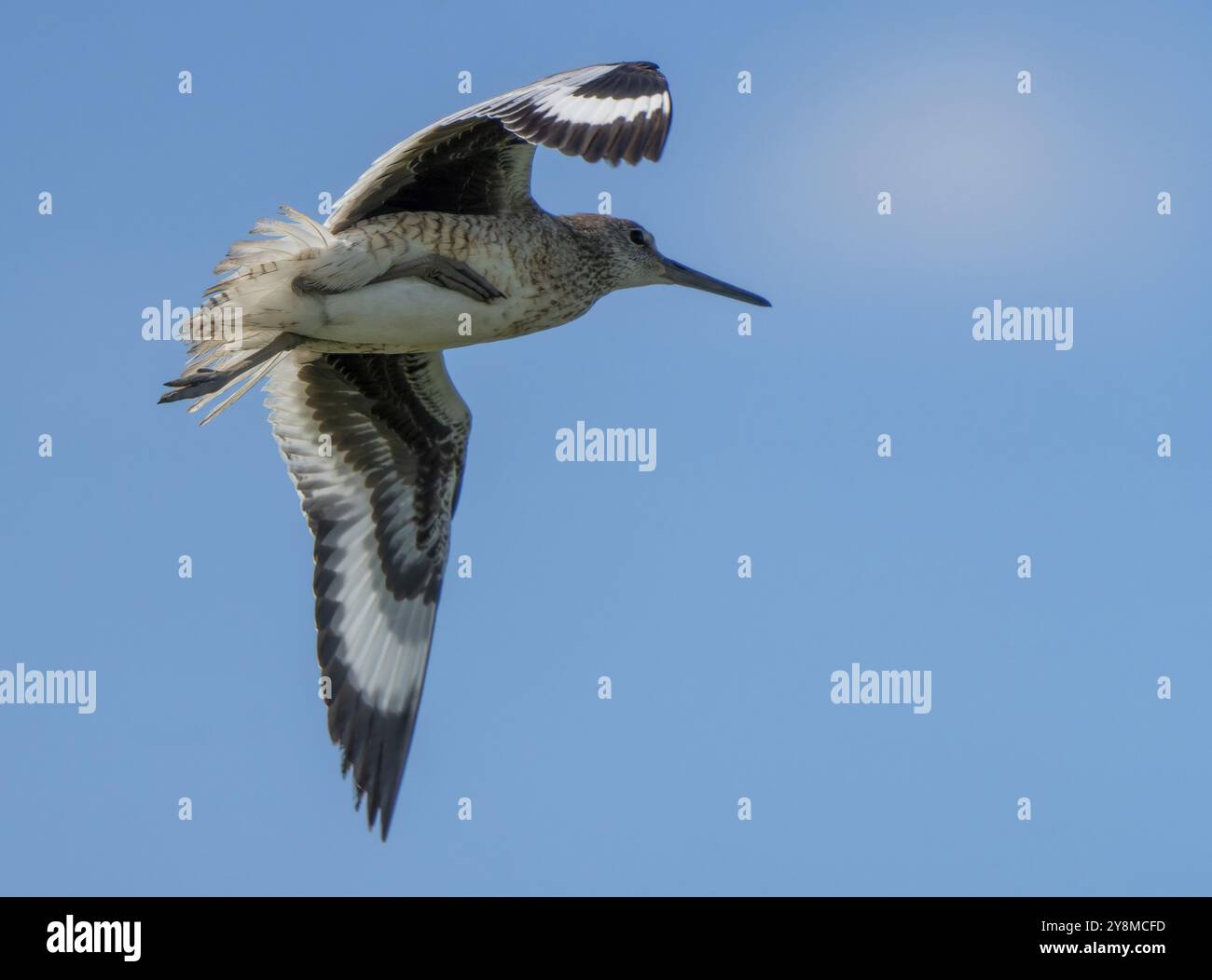 Gottgeist Vogelprärie in Saskatchewan Canada Wild Stockfoto