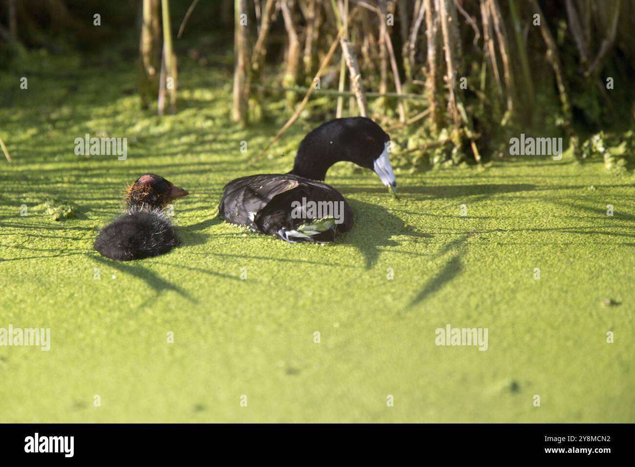 Amerikanisches Blässhuhn Waterhen und Babys in Marsh Kanada Stockfoto