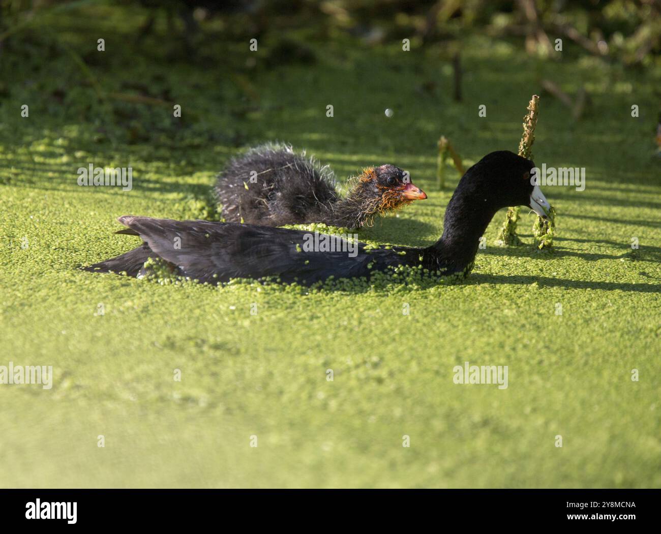 Amerikanisches Blässhuhn Waterhen und Babys in Marsh Kanada Stockfoto