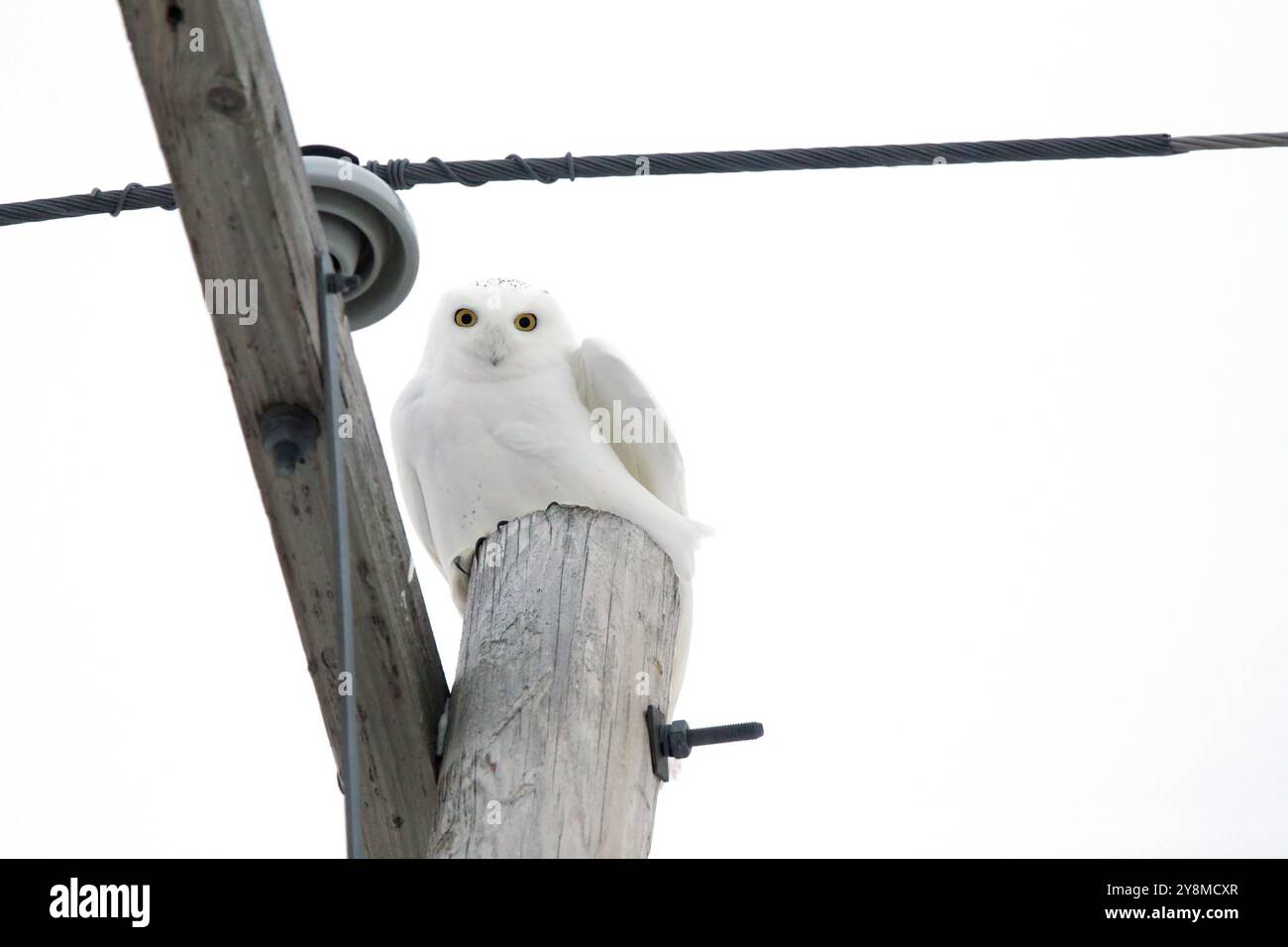 Schneeeule in Saskatchewan Kanada Stockfoto