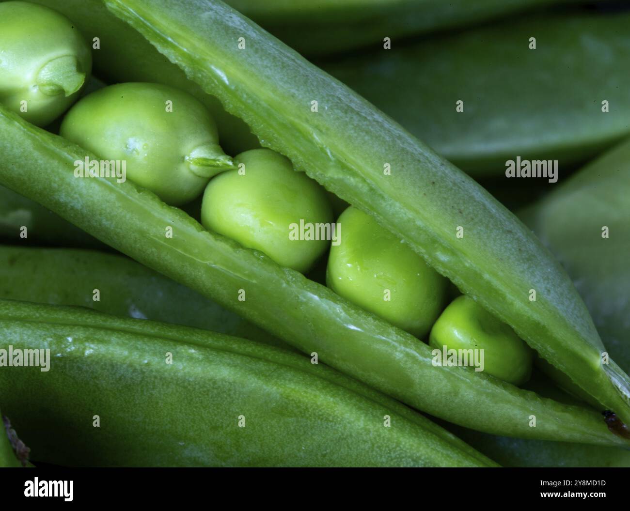 Nahaufnahme Peas Pod grün Gemüse Makro Winkel Stockfoto