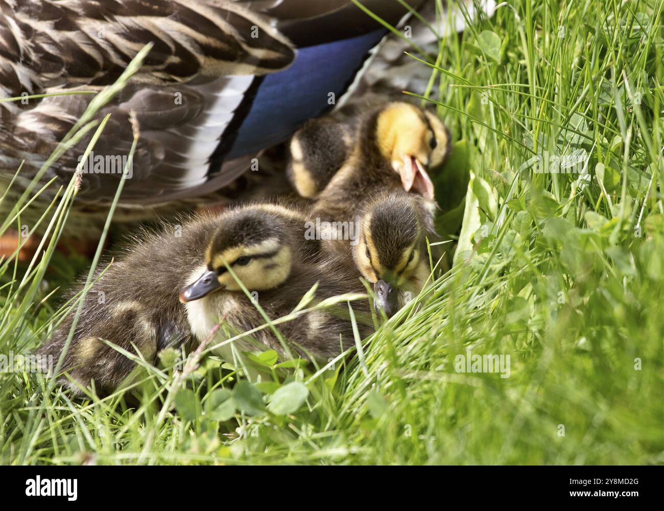 Mutter Ente und Babys versteckt in Saskatchewan, Kanada Stockfoto