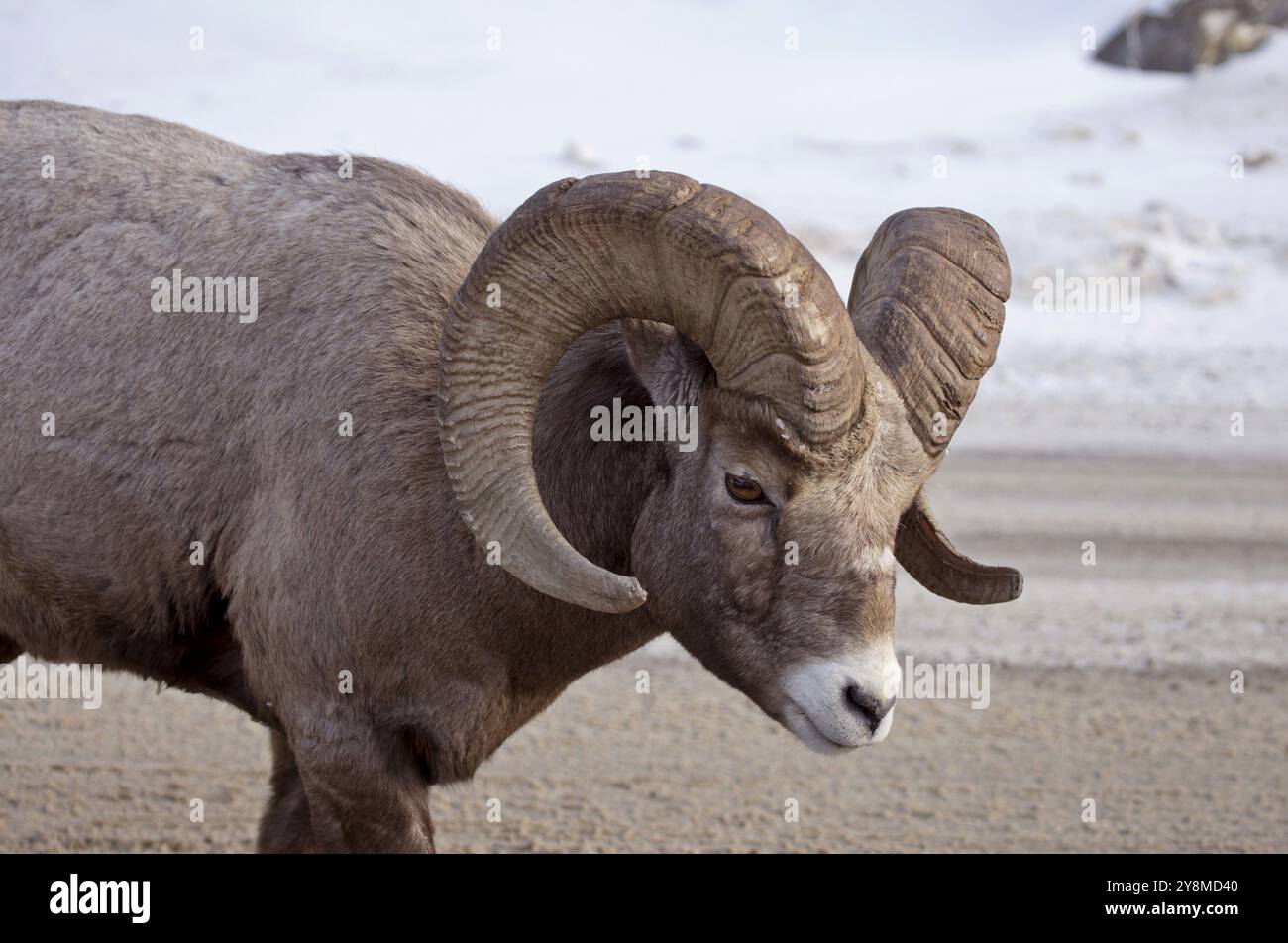 Big Horn Schafe Rocky Mountain Kanada Winter Stockfoto