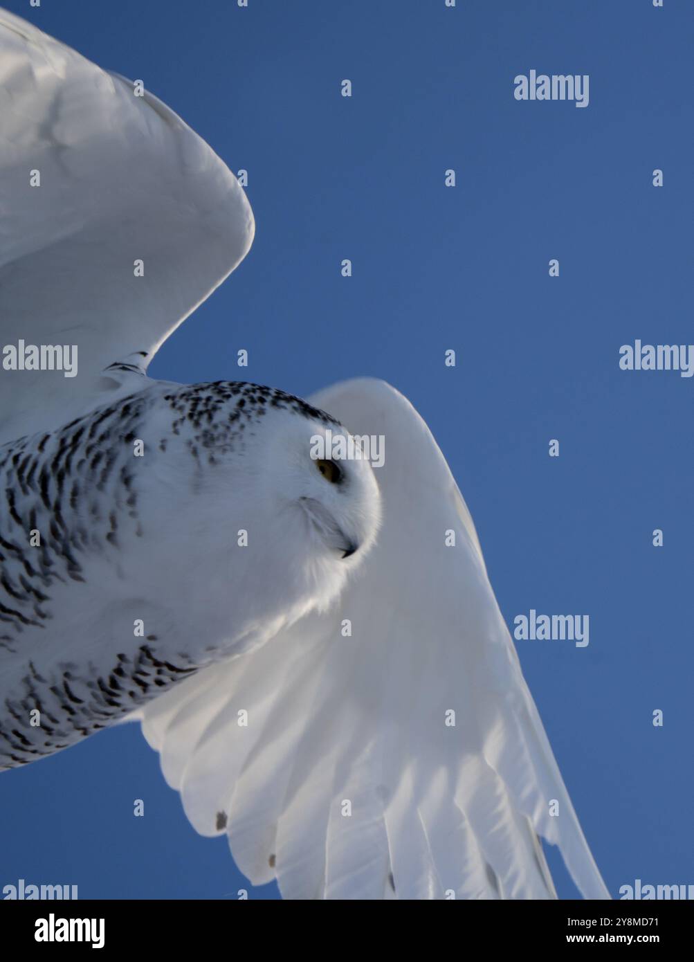 Snowy Owl Winter Saskatchewan Kanada im Flug Stockfoto