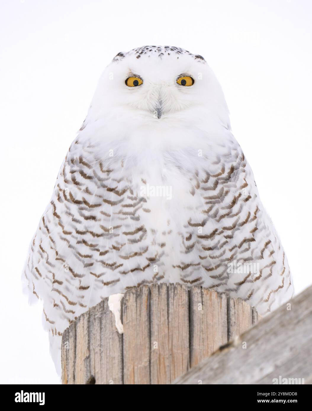 Snowy Owl Canada in Winter Prairies Saskatchewan Stockfoto