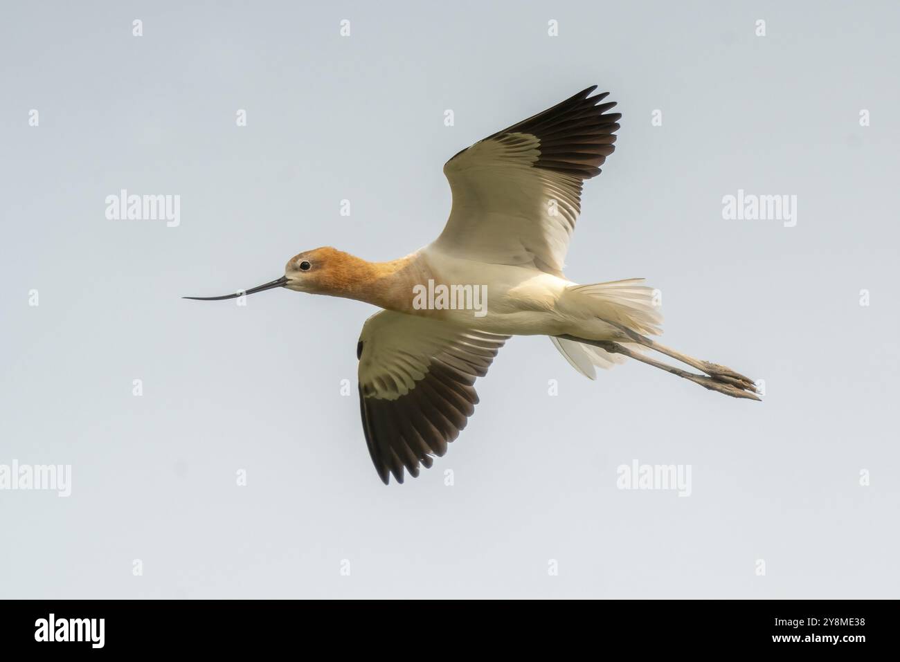 Avocet im Flug Sommer in Sasktchewan Kanada Hintergrund Stockfoto