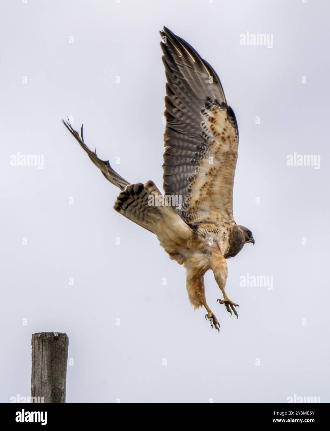 Swainsons Falke Canada im Flug Saskatchewan Summer Stockfoto