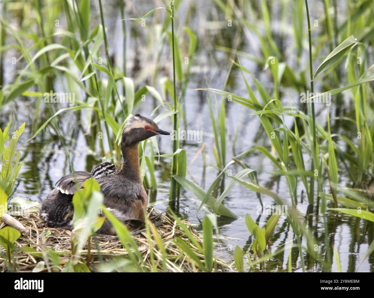 Gehörnte Grebe und Babys in Saskatchewan, Kanada Stockfoto