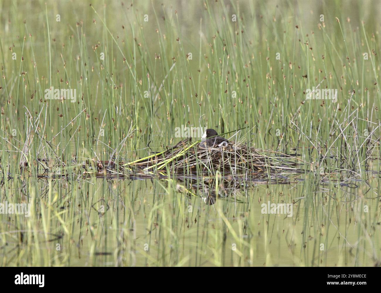 Waterhen Coot mit Nest in Saskatchewan Kanada Stockfoto