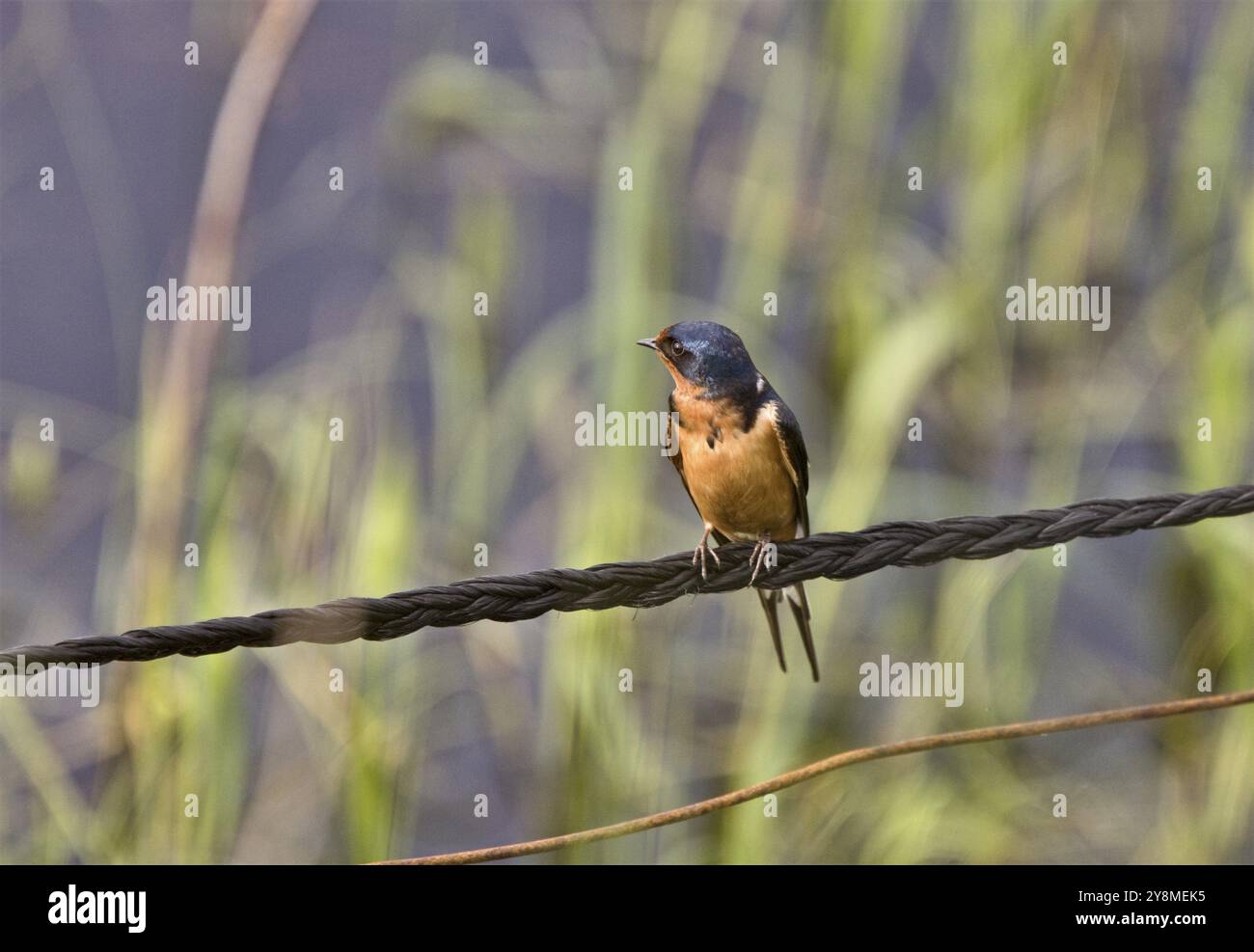 Scheunenschwalbe auf Draht in Saskatchewan Kanada Stockfoto