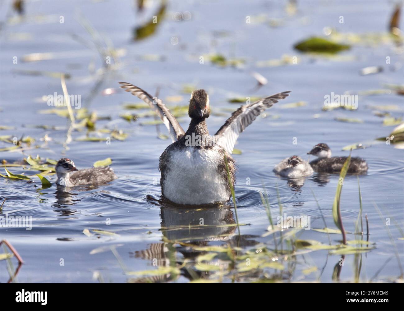 Grebe mit Babys Küken im Teich in Saskatchewan Kanada Stockfoto