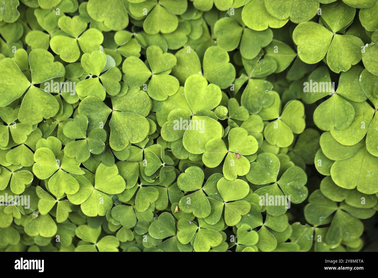 Blätter von Sauerampfer (Oxalis acetosella) Stockfoto