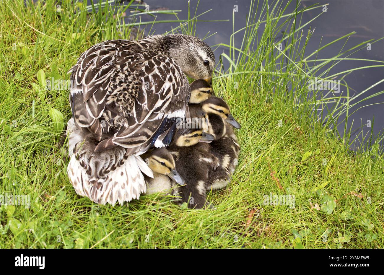 Mutter Ente und Babys versteckt in Saskatchewan, Kanada Stockfoto