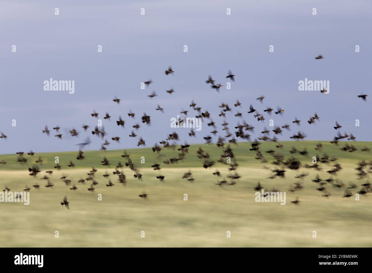 Herde von schwarzen Vögel im Flug in Saskatchewan, Kanada Stockfoto