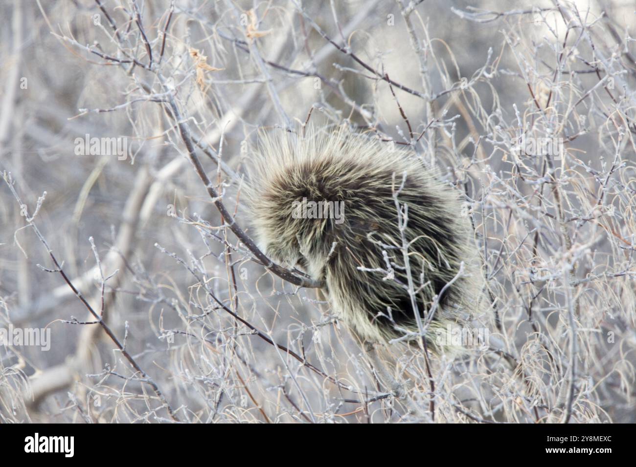 Krümmungsanalyse mit Stacheln Krümmungsanalyse mit Stacheln Winter Bush frost Saskatchewan Kanada kalt Stockfoto