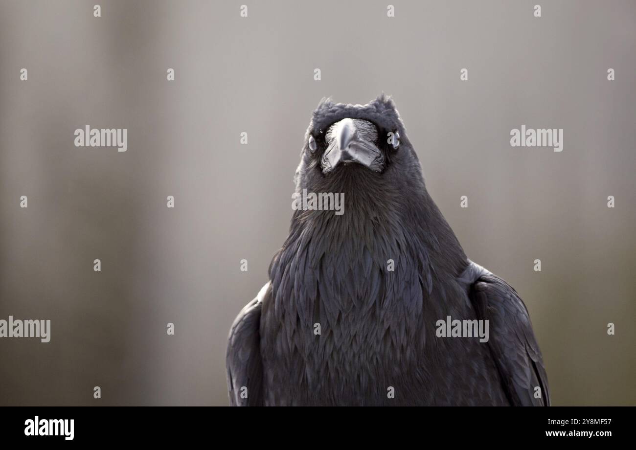 Raven Sie im Winter Rocky Mountains in Alberta Kanada Stockfoto
