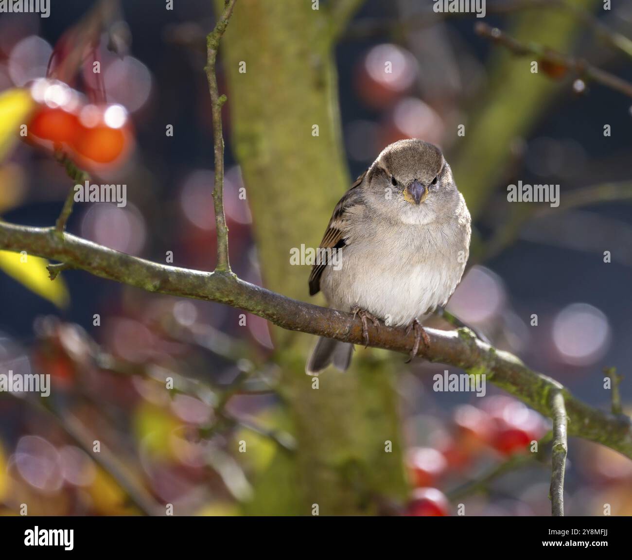Nahaufnahme eines weiblichen Buchbeins, der auf einem Apfelbaum sitzt Stockfoto