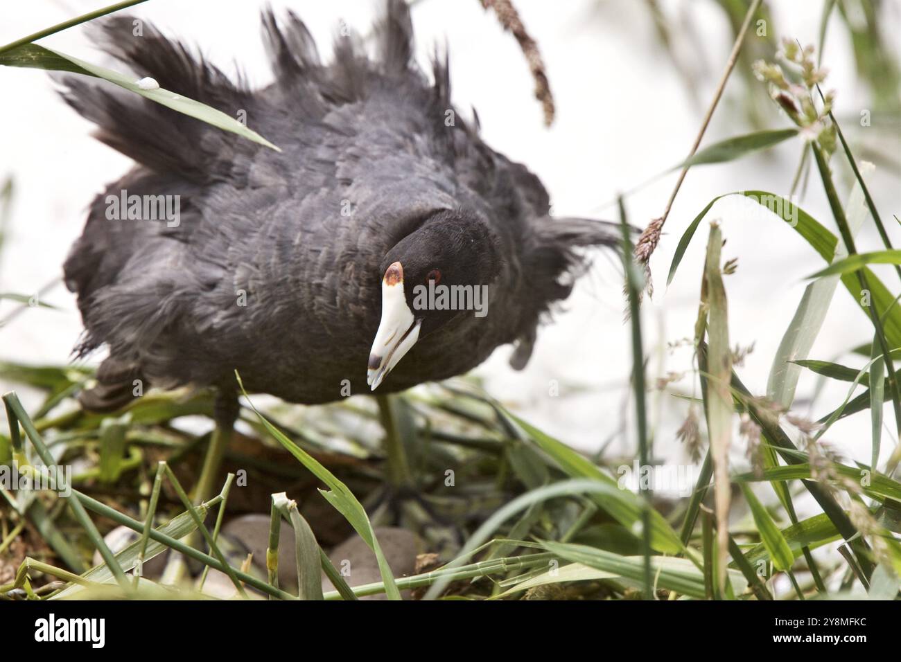 Waterhen Coot on Nest with Eies Saskatchewan Canada Stockfoto