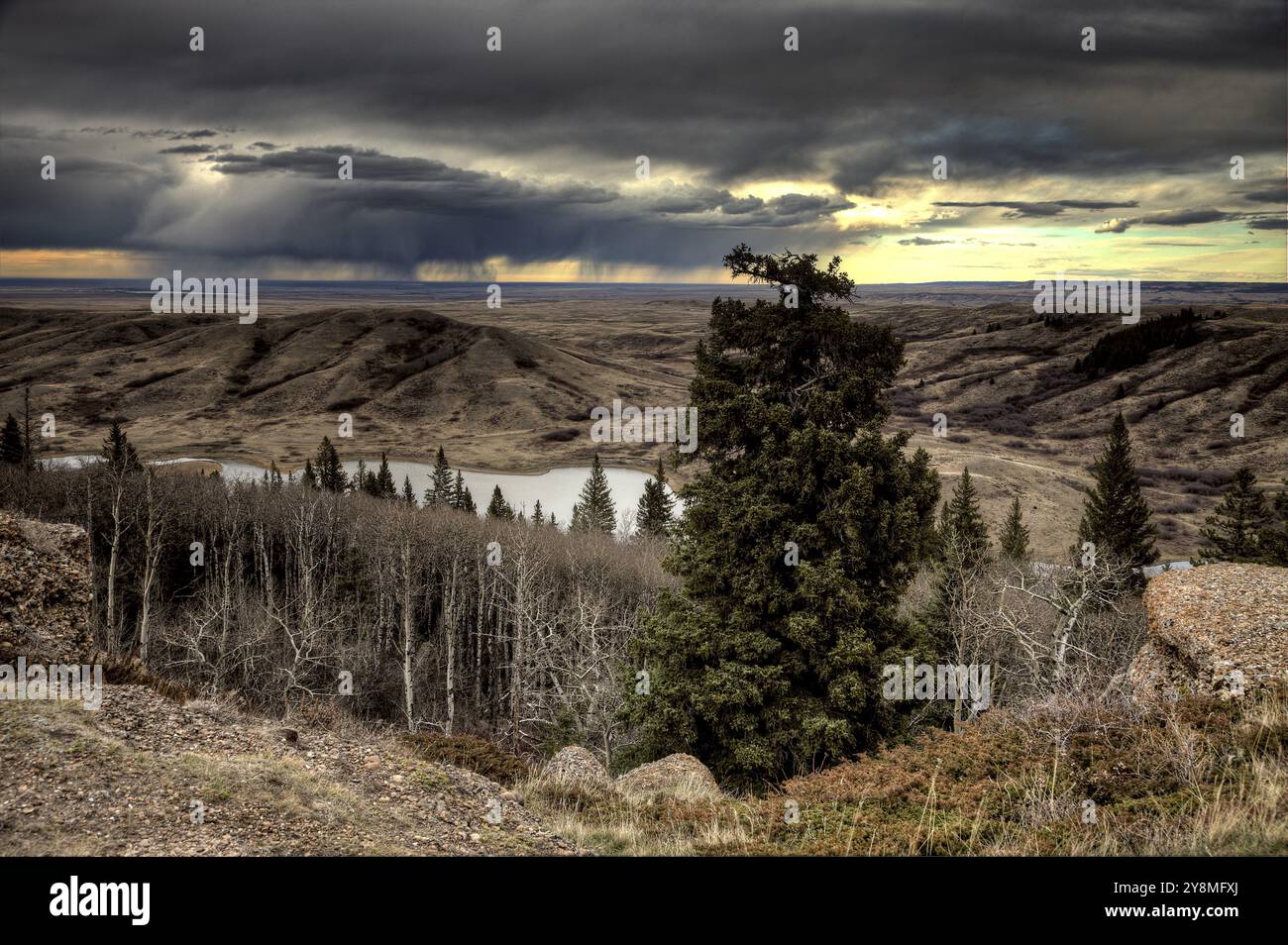 Cypress Hills Alberta Saskatchewan in den Hügeln Alberta Stockfoto