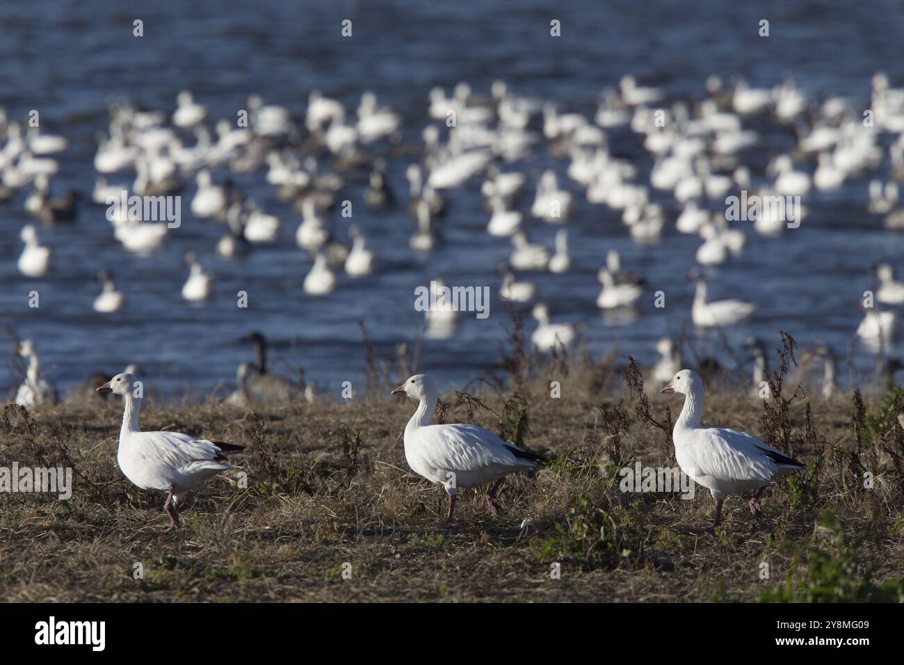 Schwarm von Schneegänsen in Saskatchewan, Kanada Stockfoto