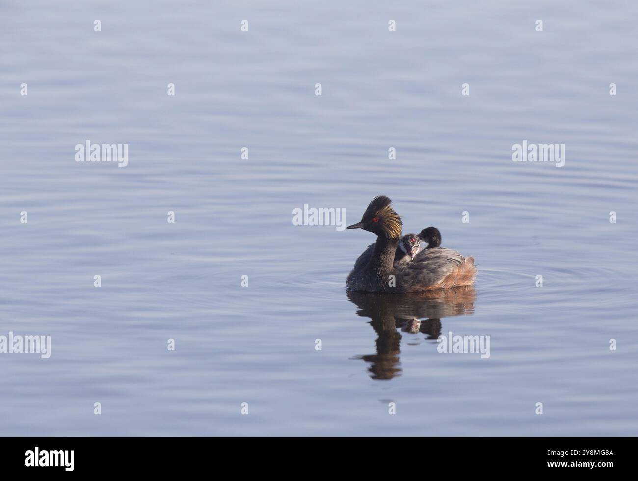 Eared Grebe mit Babys Saskatchewan Marsh Kanada Stockfoto