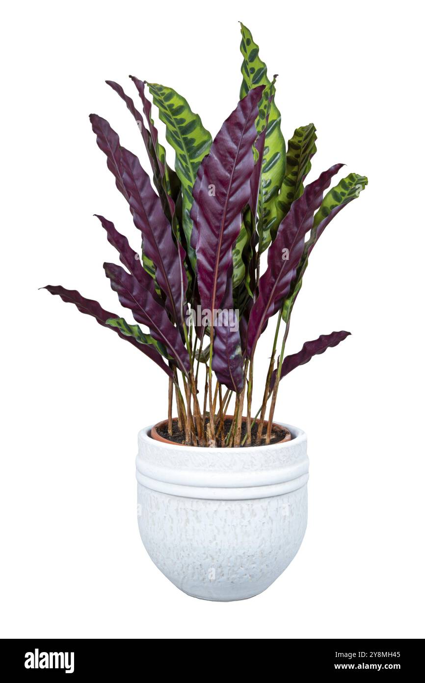 Nahaufnahme einer isolierten Topf-calathea-Zimmerpflanze Stockfoto