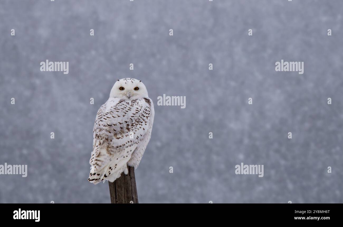 Schneeeule auf Zaunpfosten in Winter Kanada Stockfoto