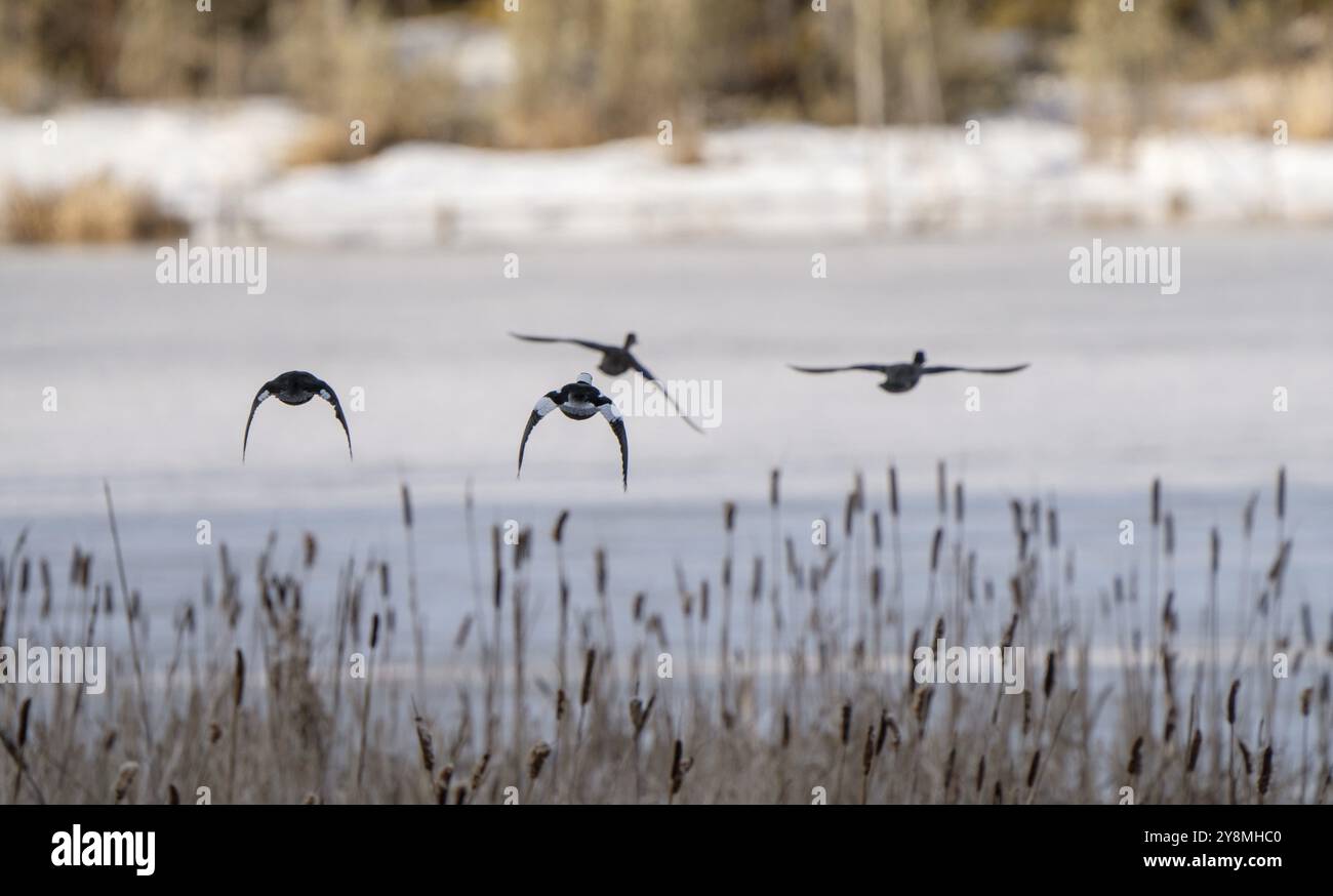Merganser Ducks mit Kapuze im Norden von Saskatchewan, Kanada Stockfoto