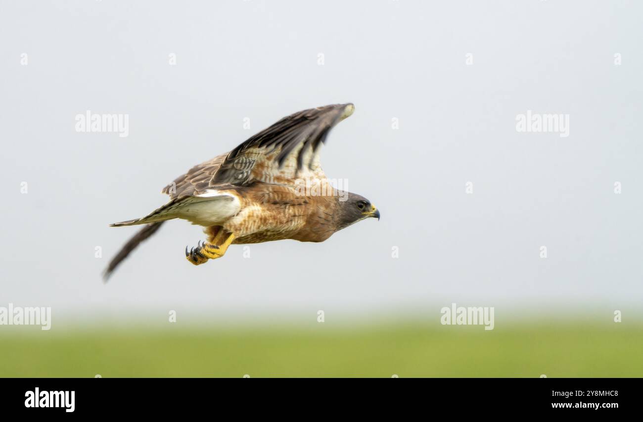 Swainsons Falke Canada im Flug Saskatchewan Summer Stockfoto