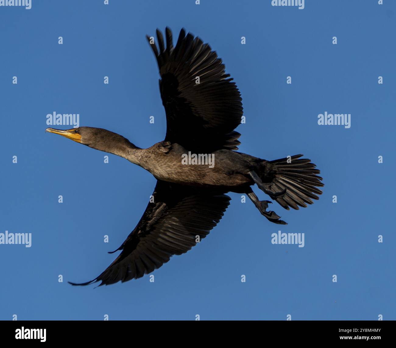 Kormorane am See in Saskatchewan, Kanada, Wildtiere der Prärie Stockfoto