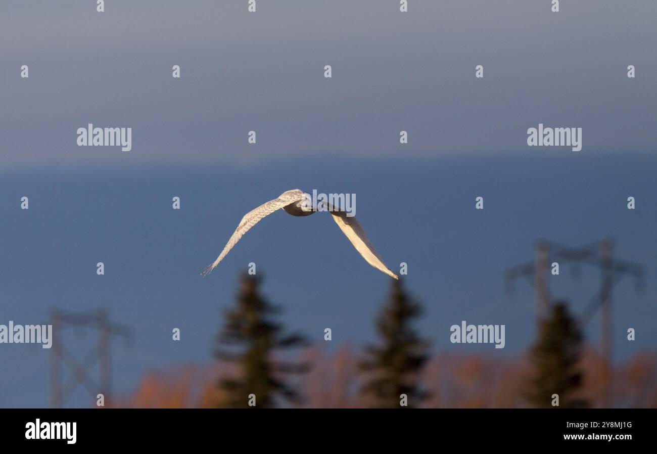 Snowy Owl im Flug im Winter Saskatchewan Kanada Stockfoto