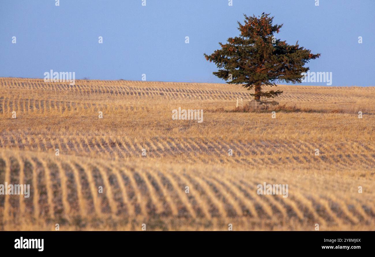 Lone Tree Saskatchewan Prairie Stoppel Ernte Reihen Stockfoto