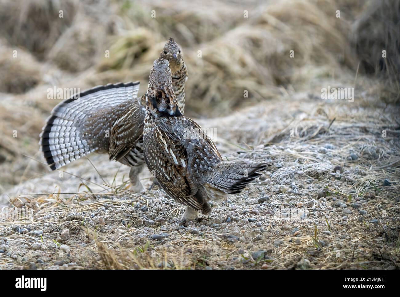 Ruffed Grouse Saskatchewan in Lek Paarung Tanz Ritual Stockfoto