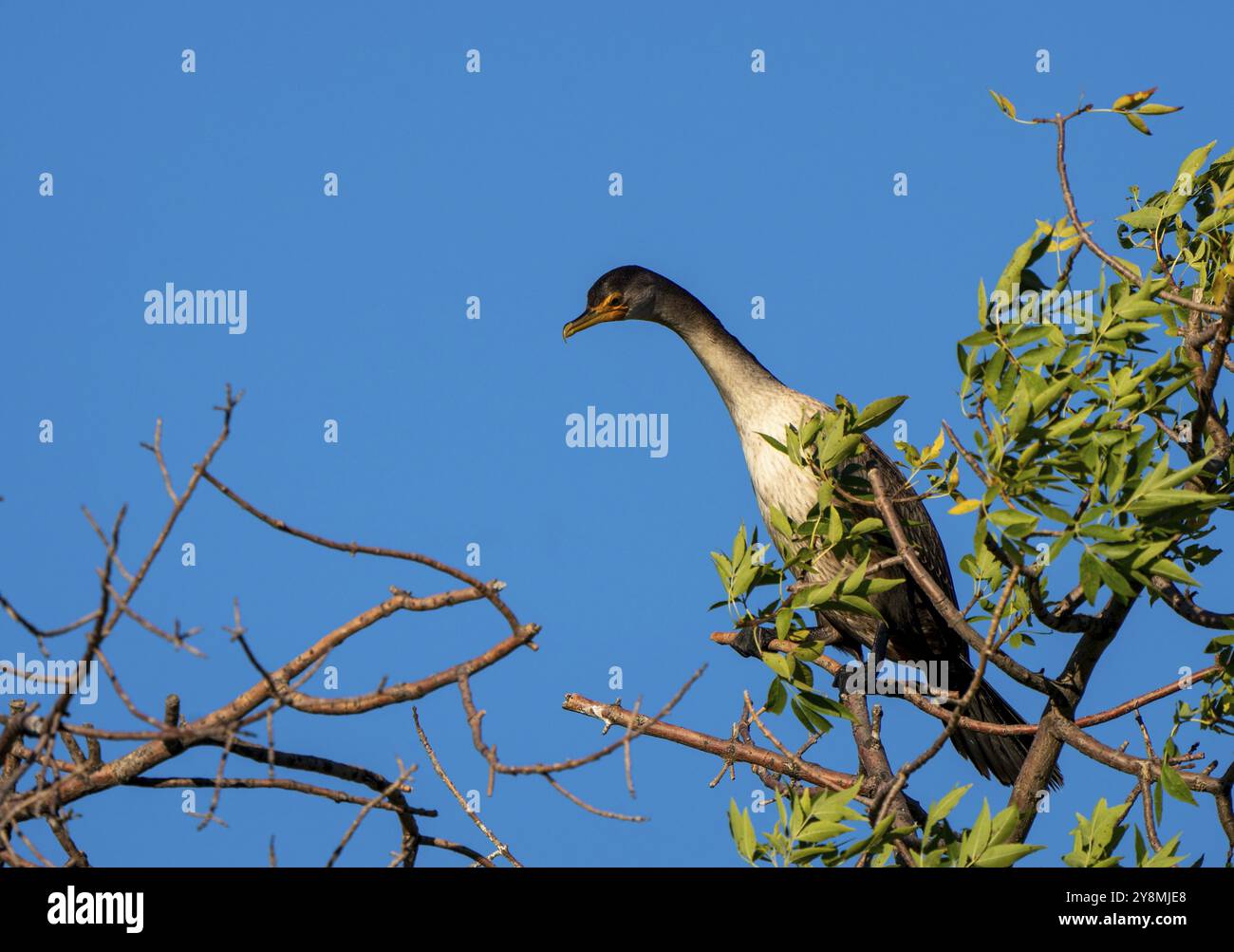 Kormorane im Baum bei Sonnenuntergang in Saskatchewan, Kanada Stockfoto